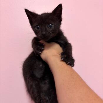 Binx -  Domestic Short Hair Cat for Adoption in Webster, Texas - Binx | PetCurious