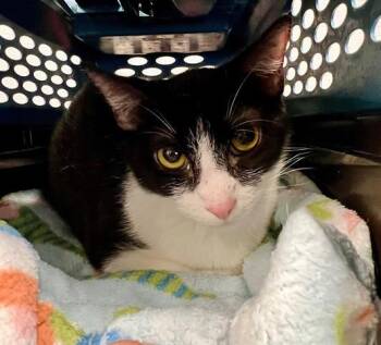 Rescue Domestic Short Hair Cats for Adoption in Houston, Texas - BRIAR ROSE | PetCurious