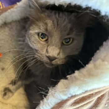 Domestic Medium Hair Cats Available for Adoption - Tofu | PetCurious