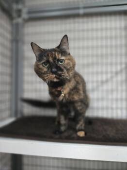 Rescue Domestic Short Hair Cats for Adoption in Kingston, New York - Annabelle | PetCurious