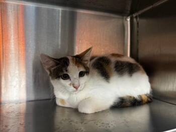 Maggie -  Domestic Short Hair Cat for Adoption in Shelbyville, Tennessee - Maggie | PetCurious