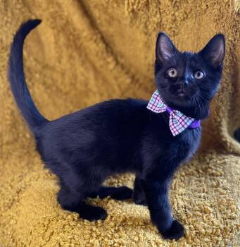 Sassy -  Domestic Short Hair and Bombay Cat for Adoption in Algood, Tennessee - Sassy | PetCurious