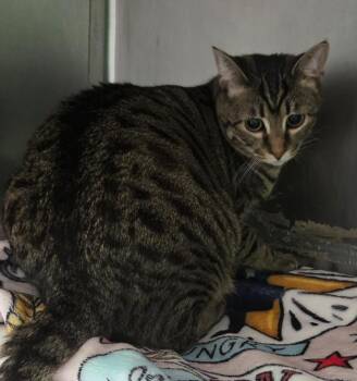 Rosie -  Domestic Short Hair Cat for Adoption in Olean, New York - Rosie | PetCurious