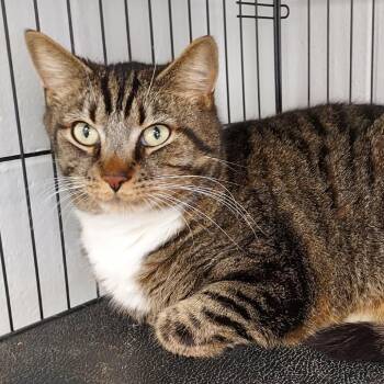 Domestic Short Hair Cats Available for Adoption in Dayton, Ohio - Ozzy | PetCurious