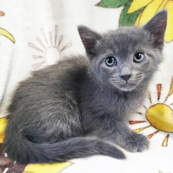 Seagull -  Domestic Short Hair Cat for Adoption in Mt. Juliet, Tennessee - Seagull | PetCurious