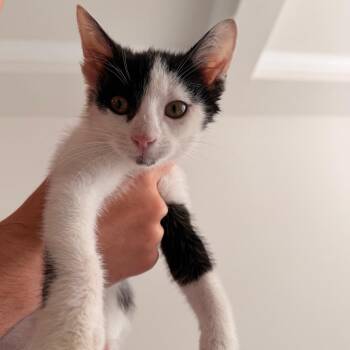 Mike Jones -  Domestic Short Hair Cat for Adoption in Inman, South Carolina - Mike Jones | PetCurious