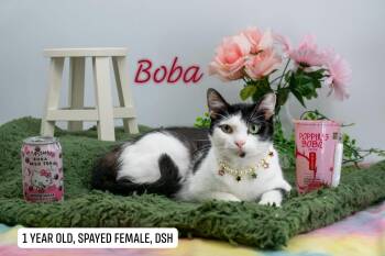 Boba -  Domestic Short Hair Cat for Adoption in Sevierville, Tennessee - Boba | PetCurious