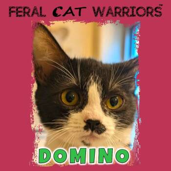 Domino -  Domestic Short Hair Cat for Adoption in Kingman, Arizona - Domino | PetCurious