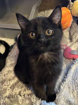 Rescue Domestic Short Hair Cats for Adoption in Urbandale, Iowa - Yahtzee | PetCurious