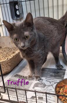 Russian Blue Cats Available for Adoption - Truffle | PetCurious