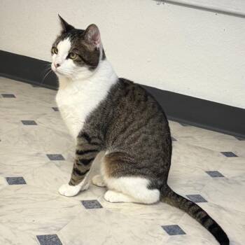 MaryJane -  Domestic Short Hair Cat for Adoption - MaryJane | PetCurious