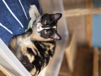 Rescue Domestic Short Hair Cats for Adoption in Park Rapids, Minnesota - Frankie Stein | PetCurious