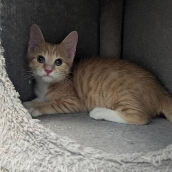 Dante Torres -  Domestic Short Hair Cat for Adoption in Madison, Wisconsin - Dante Torres | PetCurious
