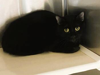 Domestic Short Hair Cats Available for Adoption in Tustin, California - VIRGINIA | PetCurious