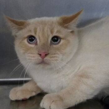 Rescue Domestic Short Hair Cats for Adoption in Idaho Falls, Idaho - Butter | PetCurious