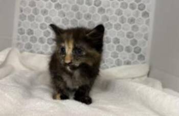 Domestic Short Hair Cats Available for Adoption in Largo, Florida - Veda | PetCurious