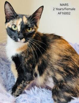 Mars -  Domestic Short Hair Cat for Adoption - Mars | PetCurious