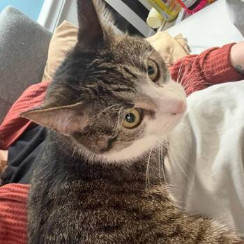 Domestic Short Hair Cats Available for Adoption - Milo | PetCurious
