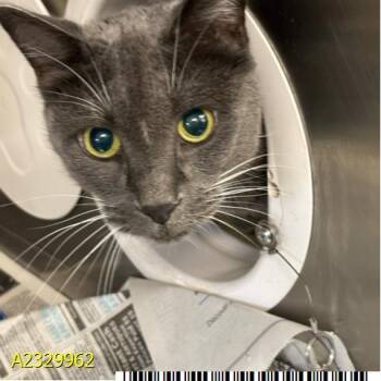 Domestic Short Hair Cats Available for Adoption - RICKY | PetCurious