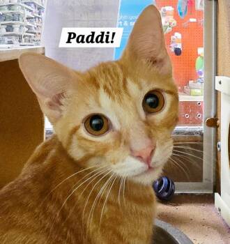 Paddi -  Tabby and Domestic Short Hair Cat for Adoption in San Antonio, Texas - Paddi | PetCurious