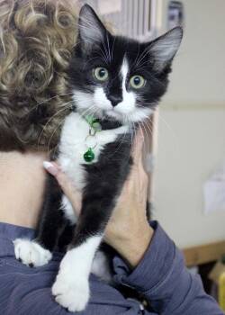 Rescue Domestic Short Hair Cats for Adoption in Broomfield, Colorado - CREAM | PetCurious