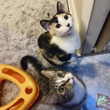 Domestic Short Hair Cats Available for Adoption - Brook & Bay | PetCurious