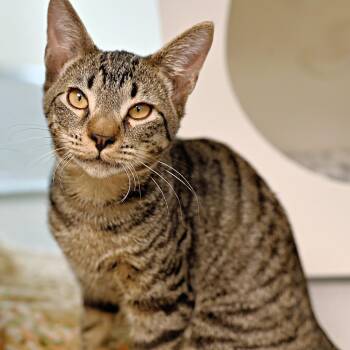 Domestic Short Hair Cats Available for Adoption in Seattle, Washington - Zebedee (and I, Claudius) | PetCurious