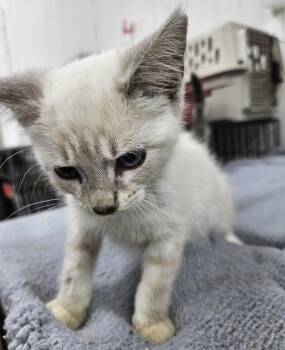 Ying -  Domestic Short Hair Cat for Adoption in Dyersburg, Tennessee - Ying | PetCurious