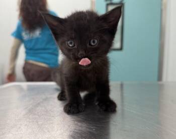 Franny -  Domestic Short Hair Cat for Adoption in New York, New York - Franny | PetCurious