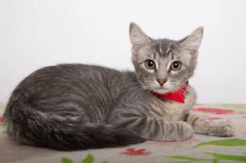 Rescue Domestic Short Hair Cats for Adoption in Greenville, South Carolina - Bitty | PetCurious