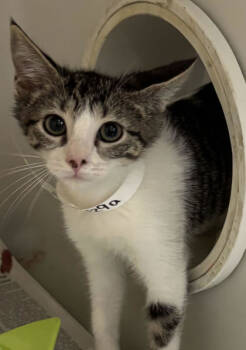 Rescue Domestic Short Hair Cats for Adoption in North Charleston, South Carolina - 88129a Sally-PetSmart Mt. Pleasant | PetCurious