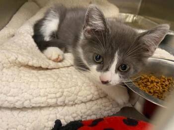 BUZZ -  Domestic Short Hair Cat for Adoption in Tustin, California - BUZZ | PetCurious