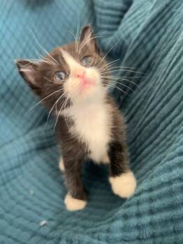 Chip -  Domestic Short Hair Cat for Adoption in Calgary, Alberta - Chip | PetCurious