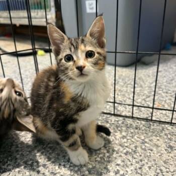 Sleeves -  Torbie Cat for Adoption in Antioch, California - Sleeves | PetCurious