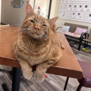 Dorito -  Domestic Short Hair Cat for Adoption in Las Vegas, Nevada - Dorito | PetCurious