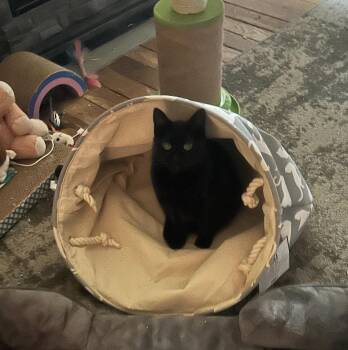 Domestic Short Hair Cats Available for Adoption in Greenville, Delaware - Fig (FCID# 09/02/2025 - 561) C | PetCurious