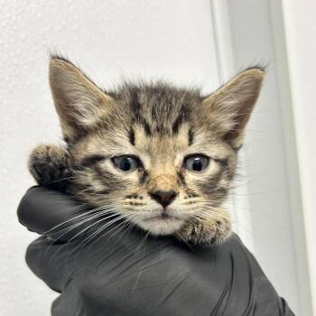 Koffing -  Domestic Short Hair Cat for Adoption in Abilene, Texas - Koffing | PetCurious