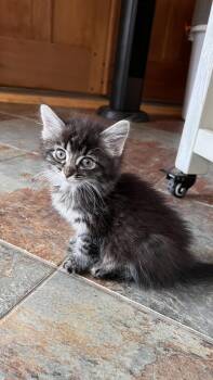 Pipkin -  Domestic Long Hair Cat for Adoption in Minneapolis, Minnesota - Pipkin | PetCurious