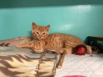 **Cat Cafe** Taki -  Domestic Short Hair Cat for Adoption in Topeka, Kansas - **Cat Cafe** Taki | PetCurious