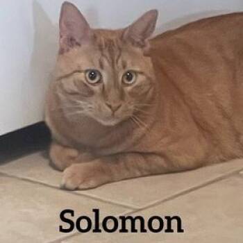 Rescue Domestic Short Hair Cats for Adoption in Midland, Texas - Solomon | PetCurious