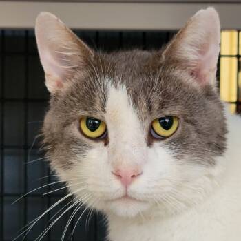 Rescue Domestic Short Hair Cats for Adoption in Ruckersville, Virginia - Sprout | PetCurious