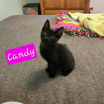Candy -  Domestic Short Hair Cat for Adoption in Dekalb, Illinois - Candy | PetCurious