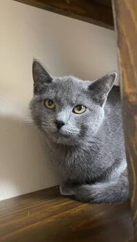 Merlin -  Domestic Short Hair Cat for Adoption in Champaign, Illinois - Merlin | PetCurious