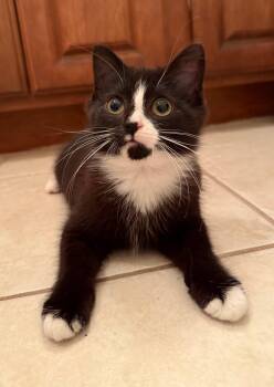 Princess Caroline -  Domestic Short Hair Cat for Adoption in Wilmington, North Carolina - Princess Caroline | PetCurious