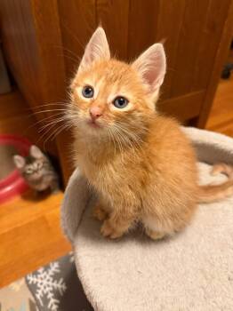 Big Red - Kitten -  Domestic Short Hair Cat for Adoption in Enfield, Connecticut - Big Red - Kitten | PetCurious