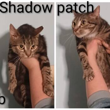 Domestic Short Hair Cats Available for Adoption - Shadowpatch | PetCurious