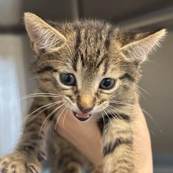 Cortland -  Domestic Short Hair Cat for Adoption in Naperville, Illinois - Cortland | PetCurious