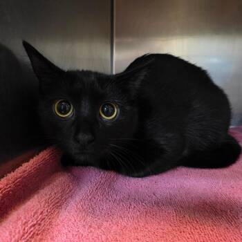Domestic Short Hair Cats Available for Adoption in Bristol, Indiana - Victoria | PetCurious