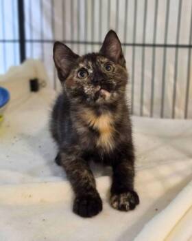 Kira -  Domestic Short Hair Cat for Adoption in Novato, California - Kira | PetCurious