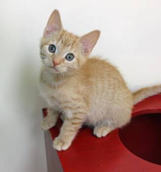 Mousepad -  Domestic Short Hair Cat Available for Adoption in Mansfield, Massachusetts - Mousepad | PetCurious